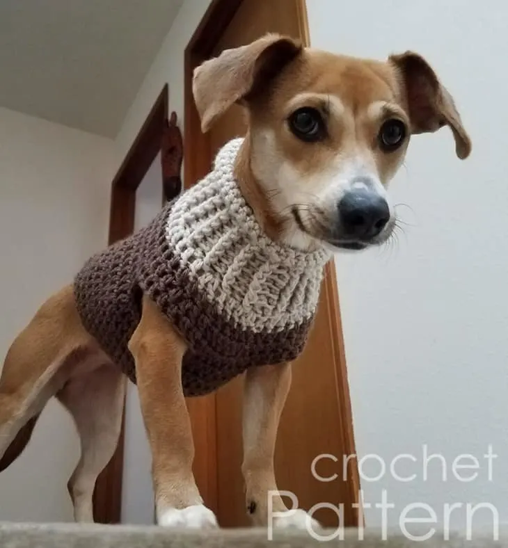Make a cute crochet pattern for a dog sweater #crochet #crochetpattern