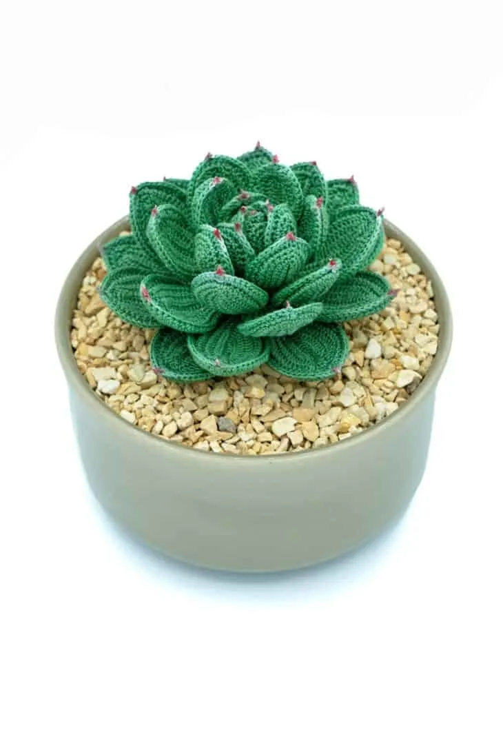 Try this detailed hen and chicks crochet succulent pattern. Make your own plant that won't die.